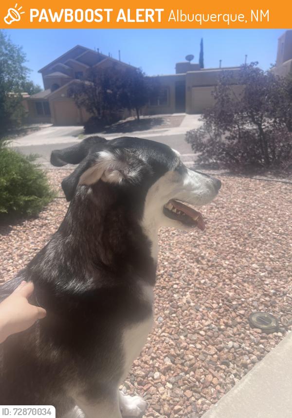Found/Stray Female Dog last seen Boca Negra Place NW and Cliff Base Dr NW, Albuquerque, NM 87120