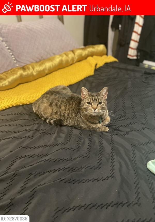 Lost Female Cat last seen 100th st and Meredith , Urbandale, IA 50322