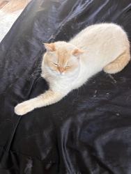 Lost Male Cat last seen Islington and Bloor , Toronto, ON M8Z 3G2