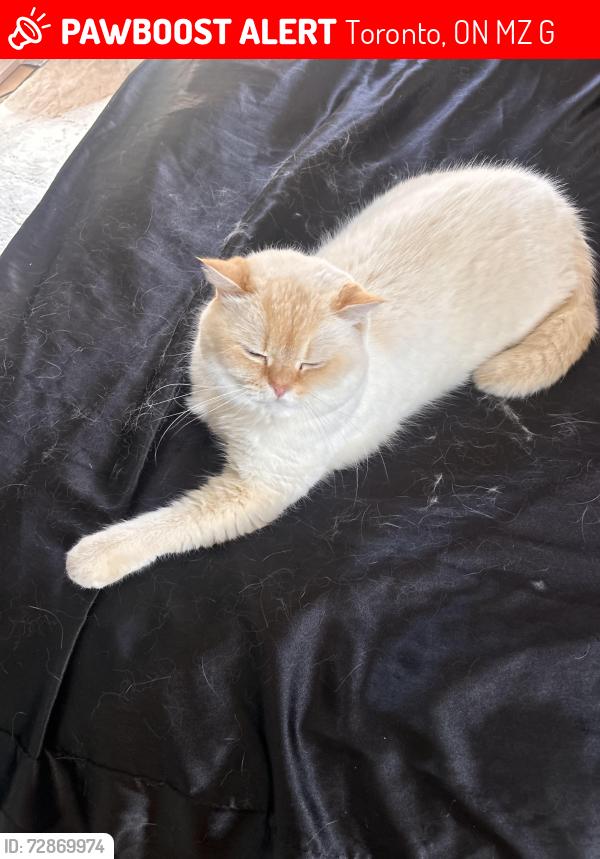 Lost Male Cat last seen Islington and Bloor, Toronto, ON M8Z 3G2