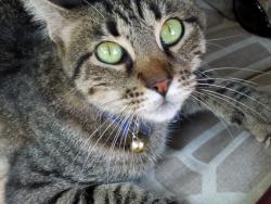 Lost Female Cat last seen W Airport at Pinewood , Bellingham, WA 98225