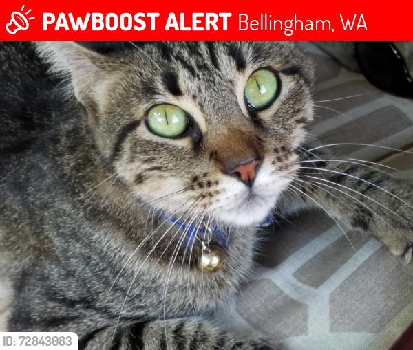 Lost Female Cat last seen W Airport at Pinewood , Bellingham, WA 98225