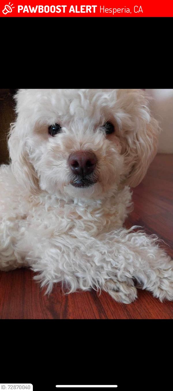 Lost Female Dog last seen Dabury avenue and arrowhead rd, Hesperia, CA 92345