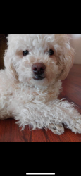 Lost Female Dog last seen Dabury avenue and arrowhead rd, Hesperia, CA 92345