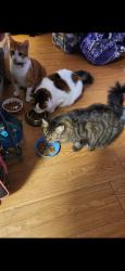 Lost Male Cat last seen Adolfo Rd, Camarillo, CA 93012