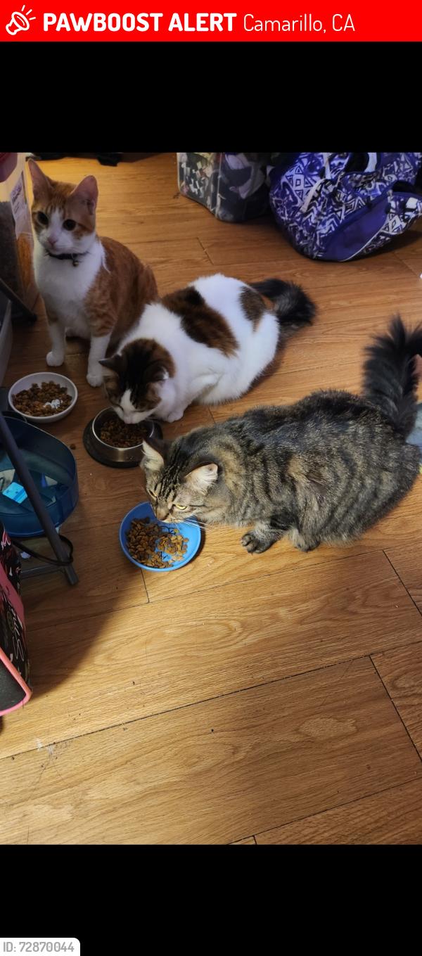 Lost Male Cat last seen Adolfo Rd, Camarillo, CA 93012