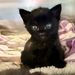 Shelter Stray Female Cat last seen , Palm Springs, CA 92264