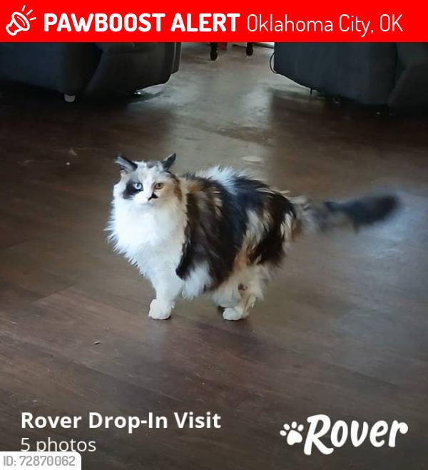 Lost Female Cat last seen 63rd and Lyrewood street, Oklahoma City, OK 73132