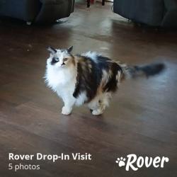 Lost Female Cat last seen 63rd and Lyrewood street, Oklahoma City, OK 73132