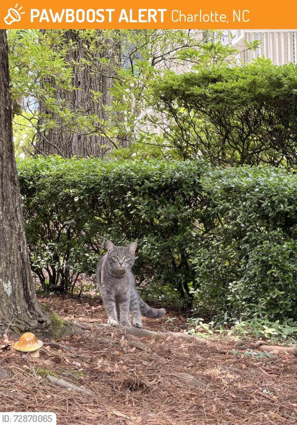 Found/Stray Unknown Cat last seen Olde Providence Road, Darby Hall, Charlotte, NC 28226