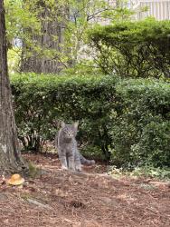 Found/Stray Unknown Cat last seen Olde Providence Road, Darby Hall, Charlotte, NC 28226