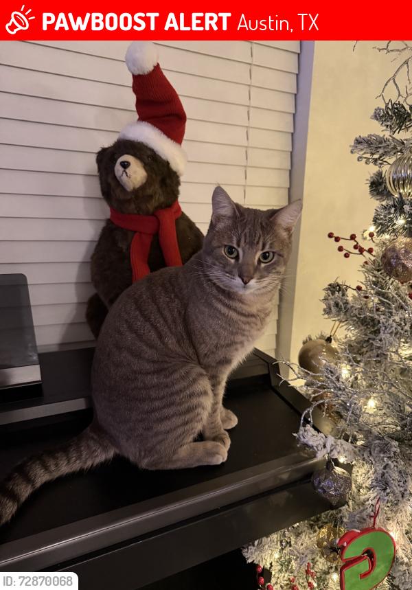 Lost Male Cat last seen Near Weletka Drive, Austin, TX 78734