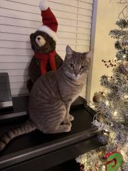 Lost Male Cat last seen Near Weletka Drive, Austin, TX 78734
