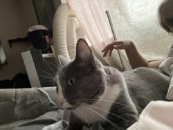 Lost Female Cat last seen Redhawk , Temecula, CA 92592