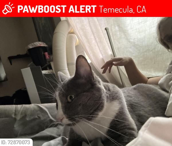 Lost Female Cat last seen Redhawk , Temecula, CA 92592