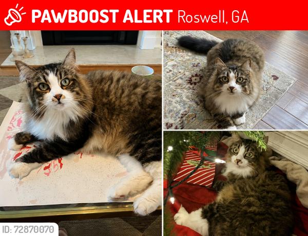 Lost Male Cat last seen Near Waters Edge Trl, Roswell, GA, 30075, Roswell, GA 30075