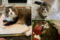 Lost Male Cat last seen Near Waters Edge Trl, Roswell, GA, 30075, Roswell, GA 30075