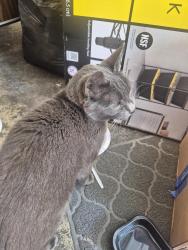 Found/Stray Male Cat last seen Blackstone Dr and Walnut Ave, Walnut Creek, CA 94598
