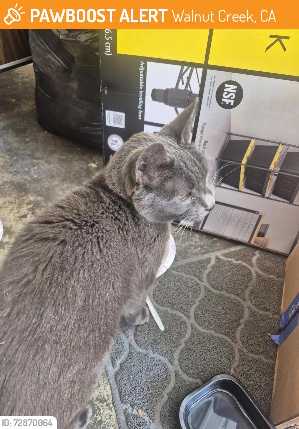 Found/Stray Male Cat last seen Blackstone Dr and Walnut Ave, Walnut Creek, CA 94598