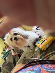 Reunited Male Dog last seen Basswood and Blacktop , Fort Worth, TX 76111