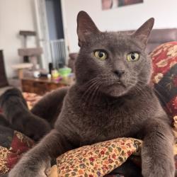 Lost Male Cat last seen On Hagerd Loop in Boardwalk at Hunter’s Way, Converse, TX 78109