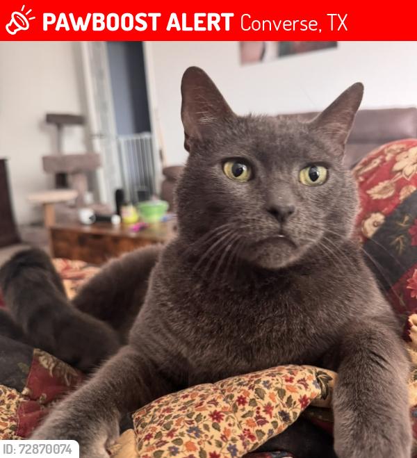 Lost Male Cat last seen On Hagerd Loop in Boardwalk at Hunter’s Way, Converse, TX 78109