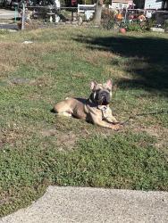 Lost Male Dog last seen Warman, Indianapolis, IN 46224