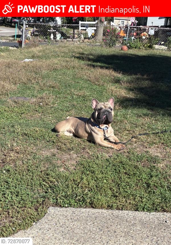 Lost Male Dog last seen Warman, Indianapolis, IN 46224