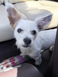 Found/Stray Male Dog last seen Near Jones Maltsberger Rd, San Antonio, TX 78216, San Antonio, TX 78216