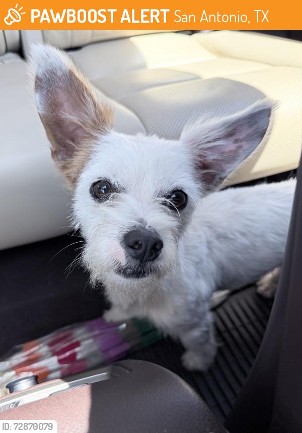 Found/Stray Male Dog last seen Near Jones Maltsberger Rd, San Antonio, TX 78216, San Antonio, TX 78216