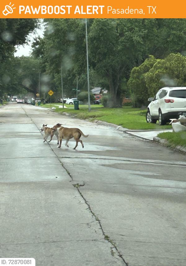 Found/Stray Unknown Dog last seen Near San Jacinto dr , Pasadena, TX 77502