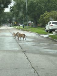 Found/Stray Unknown Dog last seen Near San Jacinto dr , Pasadena, TX 77502
