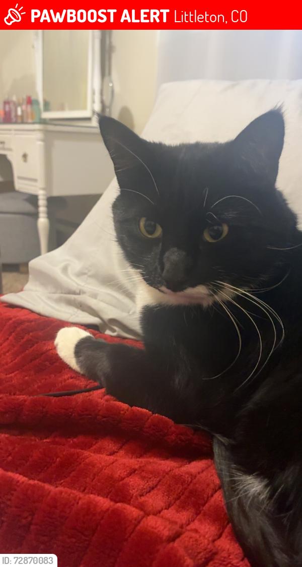 Lost Male Cat last seen Andy’s icecream , Littleton, CO 80120