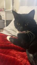 Lost Male Cat last seen Andy’s icecream , Littleton, CO 80120