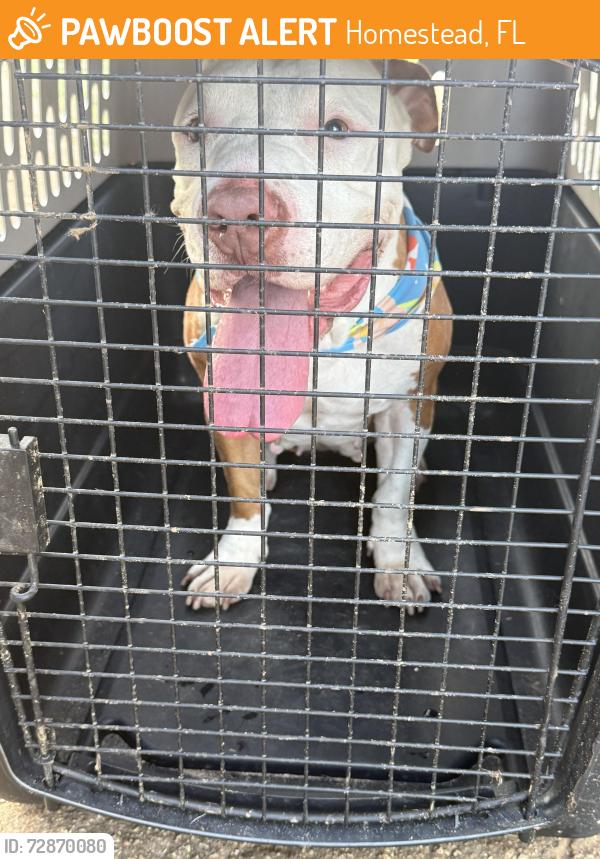 Found/Stray Female Dog last seen Camp Owaissa Bauer Park, Homestead, FL 33031