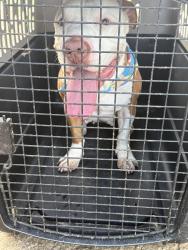 Found/Stray Female Dog last seen Camp Owaissa Bauer Park, Homestead, FL 33031