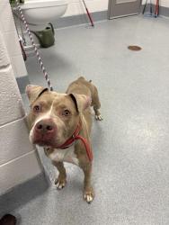 Shelter Stray Female Dog last seen Near , Indianapolis, IN 46221