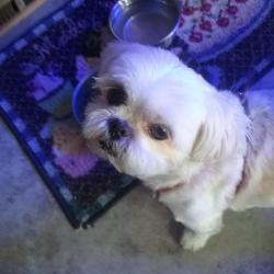 Lost Male Dog last seen King street, brevard, nc, Brevard, NC 28712