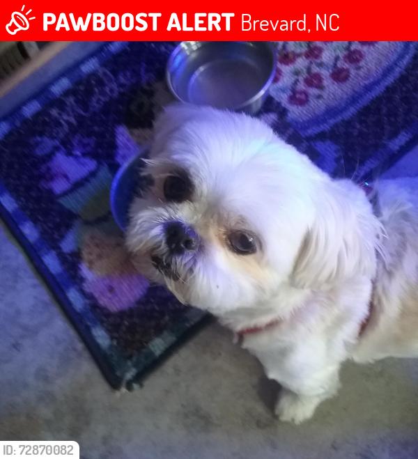 Lost Male Dog last seen King street, brevard, nc, Brevard, NC 28712