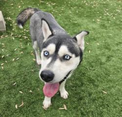 Shelter Stray Female Dog last seen , Los Angeles, CA 91405