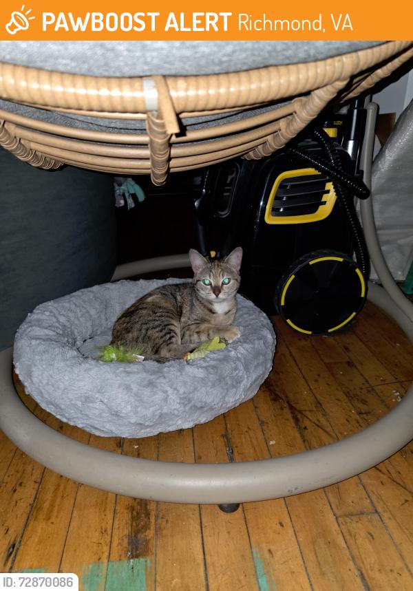 Found/Stray Unknown Cat last seen Near express market, Richmond, VA 23224