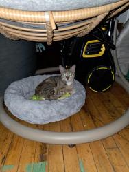 Found/Stray Unknown Cat last seen Near express market, Richmond, VA 23224