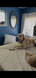 Lost Female Dog last seen Near Bilglade Road, Fort Worth, Tx, Usa, Fort Worth, TX 76133