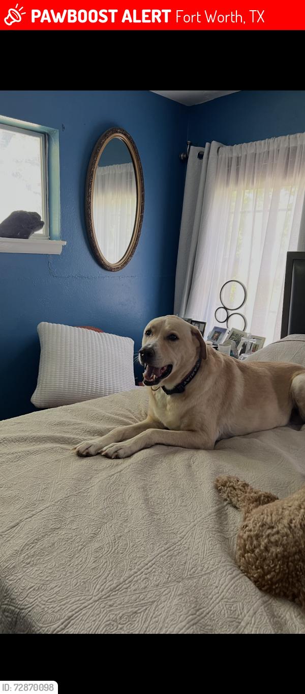 Lost Female Dog last seen Near Bilglade Road, Fort Worth, Tx, Usa, Fort Worth, TX 76133