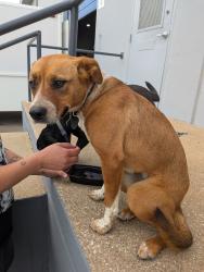 Found/Stray Female Dog last seen Near and East Rosedale , Fort Worth, TX 76112