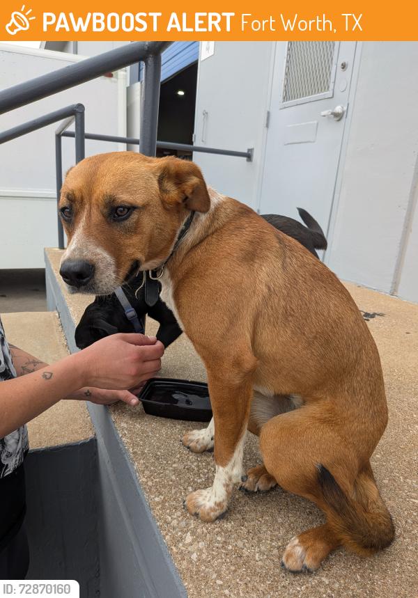 Found/Stray Female Dog last seen Near and East Rosedale , Fort Worth, TX 76112
