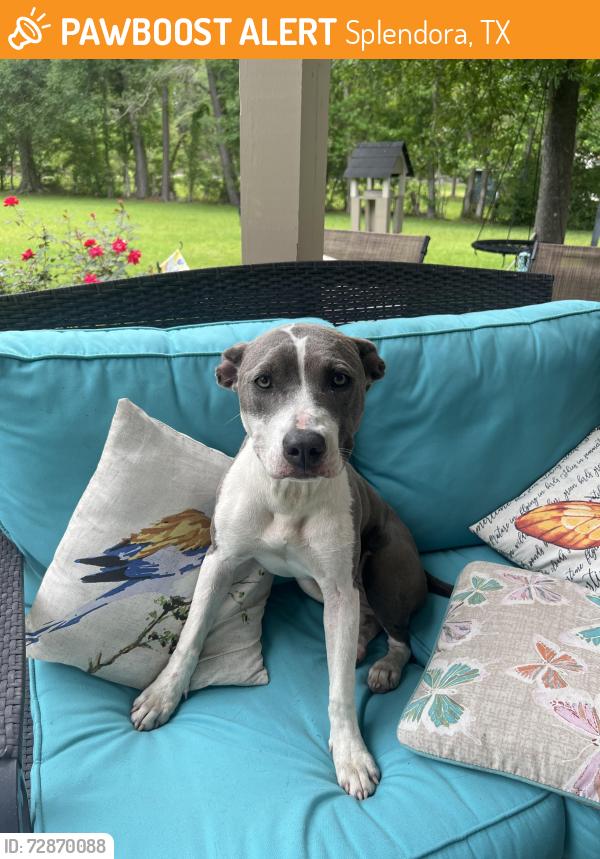 Found/Stray Unknown Dog last seen Near Coleman Dr, Splendora, TX 77372