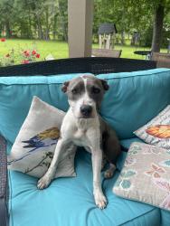 Found/Stray Unknown Dog last seen Near Coleman Dr, Splendora, TX 77372