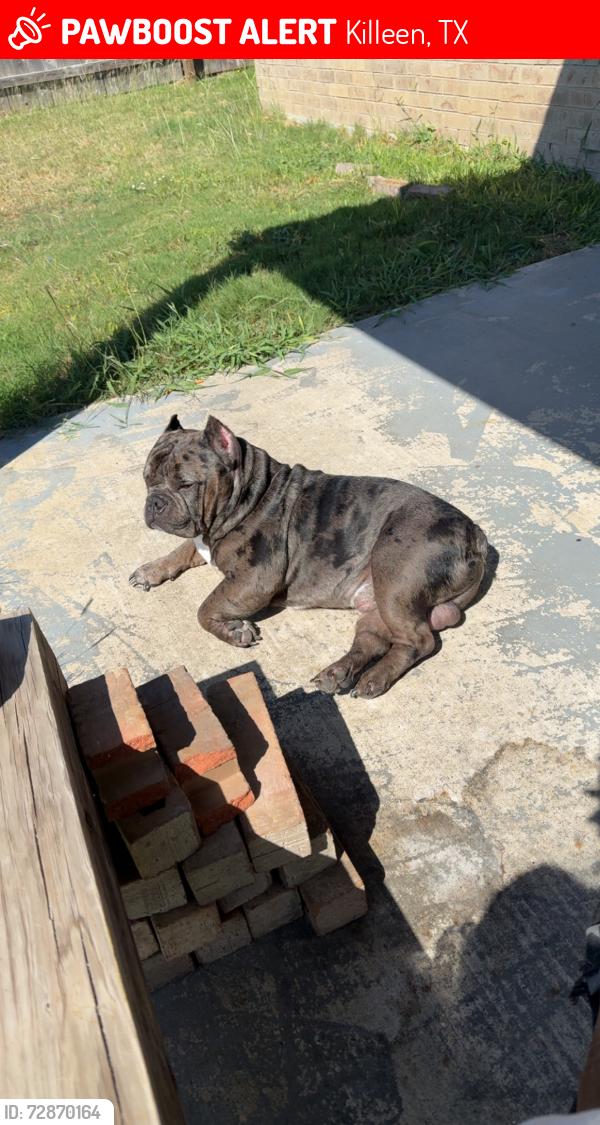 Lost Male Dog last seen Frigate and Robinette , Killeen, TX 76549