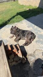 Lost Male Dog last seen Frigate and Robinette , Killeen, TX 76549